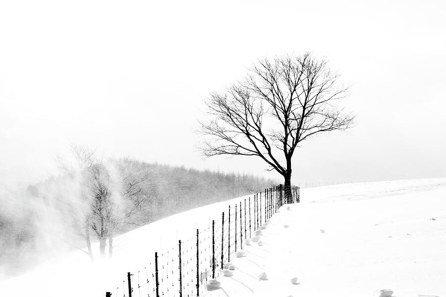 Remnants #1 Photograph by Mia Badenhorst