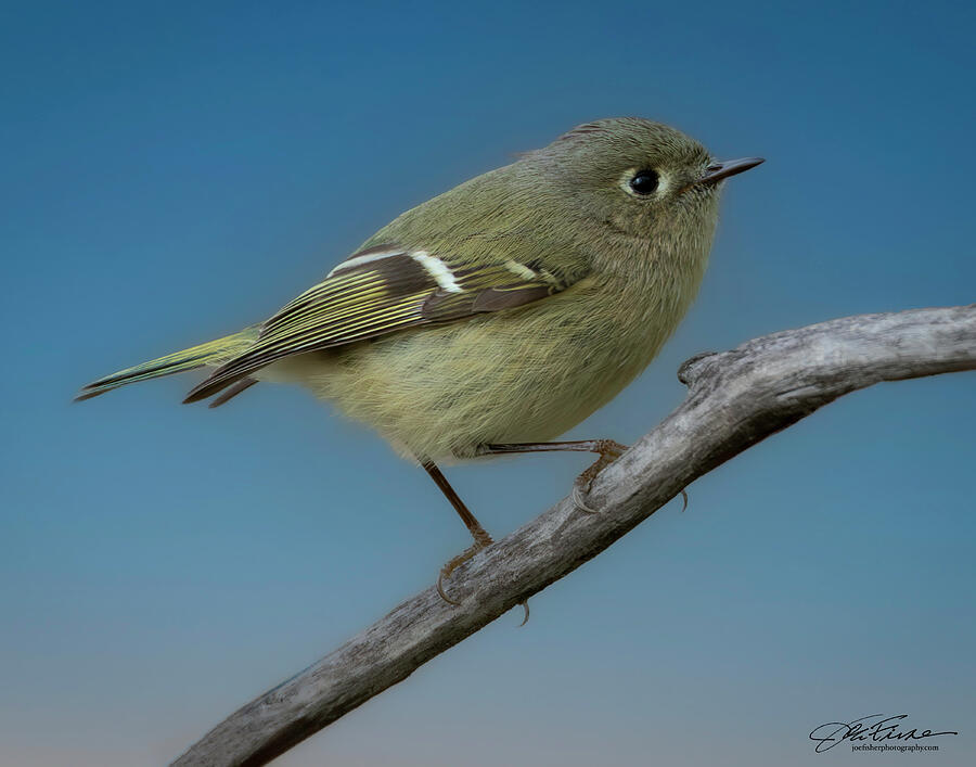Ruby-crowned Kinglet on a Branch Photograph - Ruby-crowned Kinglet on a Branch #1 by Joe Fisher