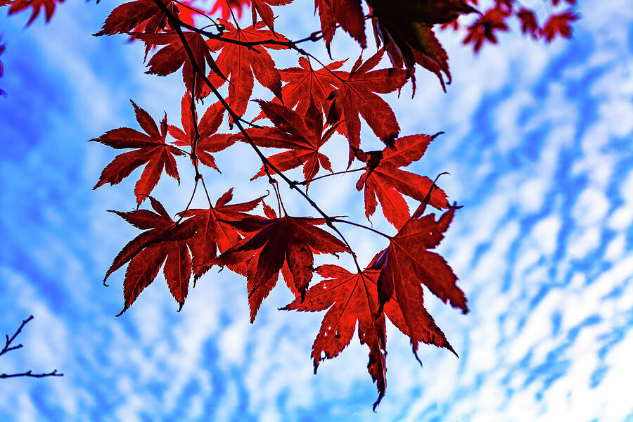 Seattle Autumn Leaves #1 Photograph by Tommy Farnsworth