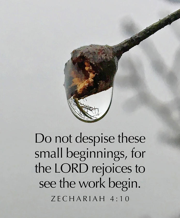 Small Beginnings #2 Photograph by Greg Lane