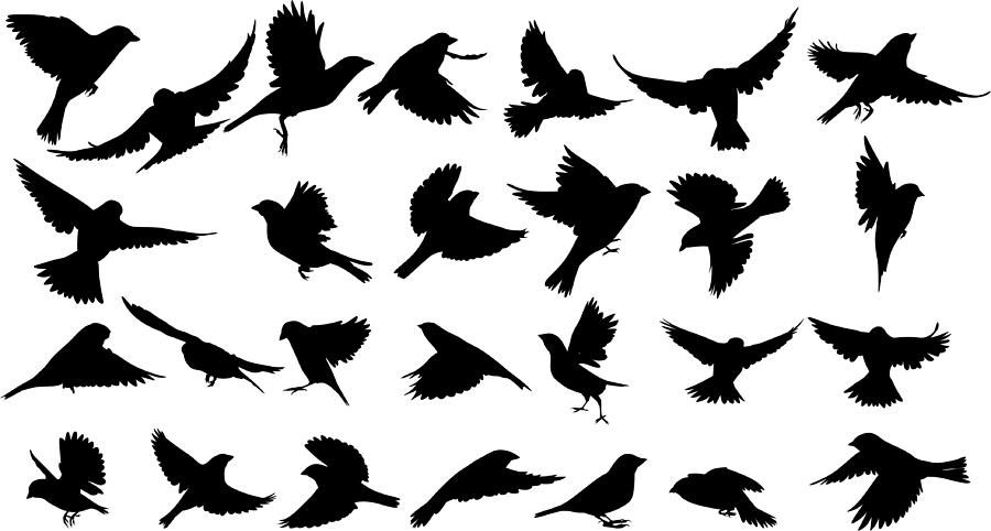 Sparrow Silhouette #1 Drawing by Vectorig