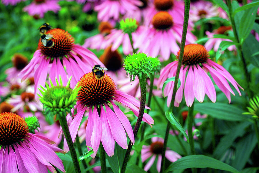 Vibrant Coneflowers and Bees Photograph - Summer garden border #1 by Seeables Visual Arts