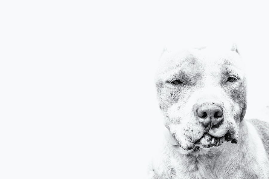 Survivor #1 Photograph by Ghostwinds Photography