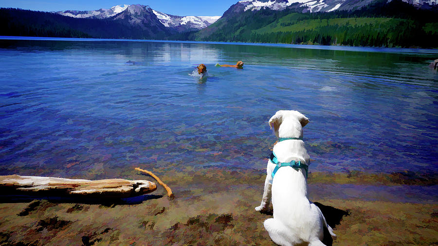 Swim buddies at Fallen Leaf Lake #1 Digital Art by Waterdancer