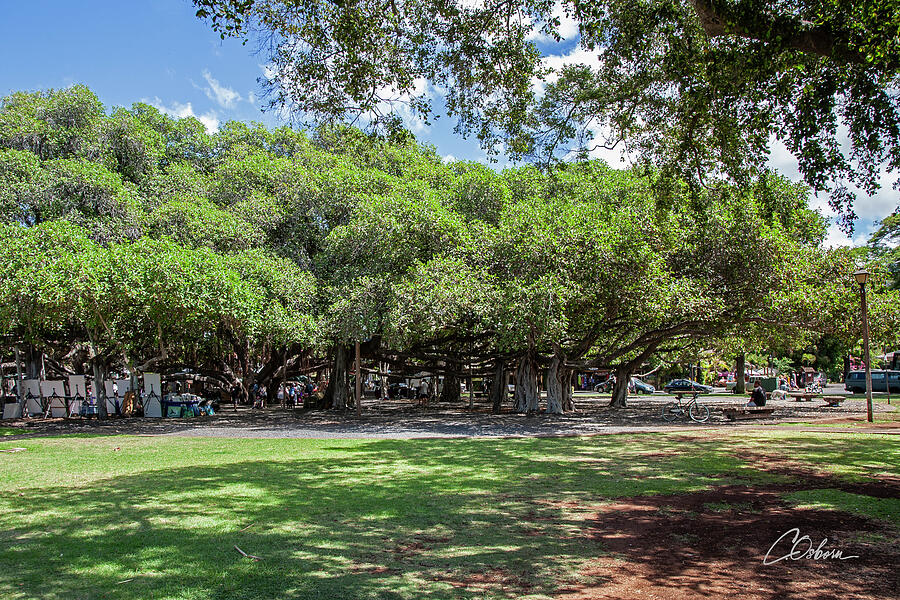 The Banyan Tree #2 Photograph by Charlie Osborn