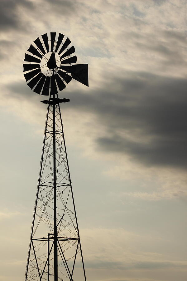 Milling About in Texas Photograph by KC Hulsman