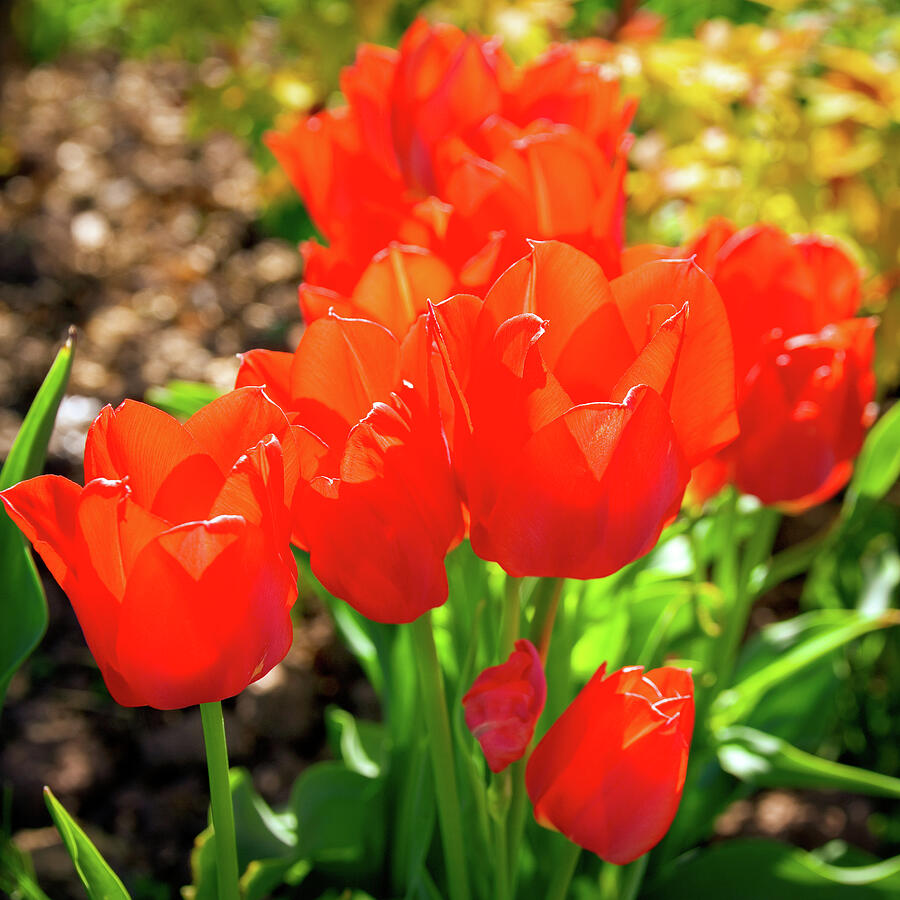 Vibrant Red Tulips in Bloom Photograph - Tulips #1 by Seeables Visual Arts