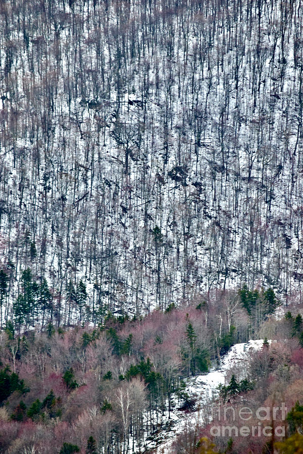 Narnia Dreamscape in Vermont Photograph by Debra Banks
