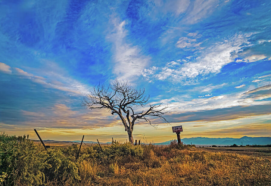 Welcome Tree - Taos, New Mexico Photograph by Robert Niemeier