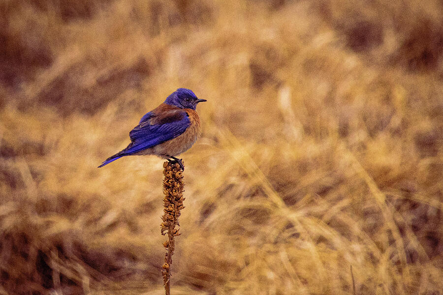 Western BlueBird #1 Photograph by Robert Niemeier