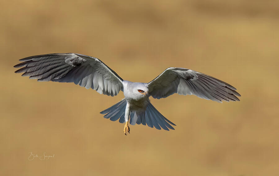 White Tailed Kite Photograph by Beth Sargent