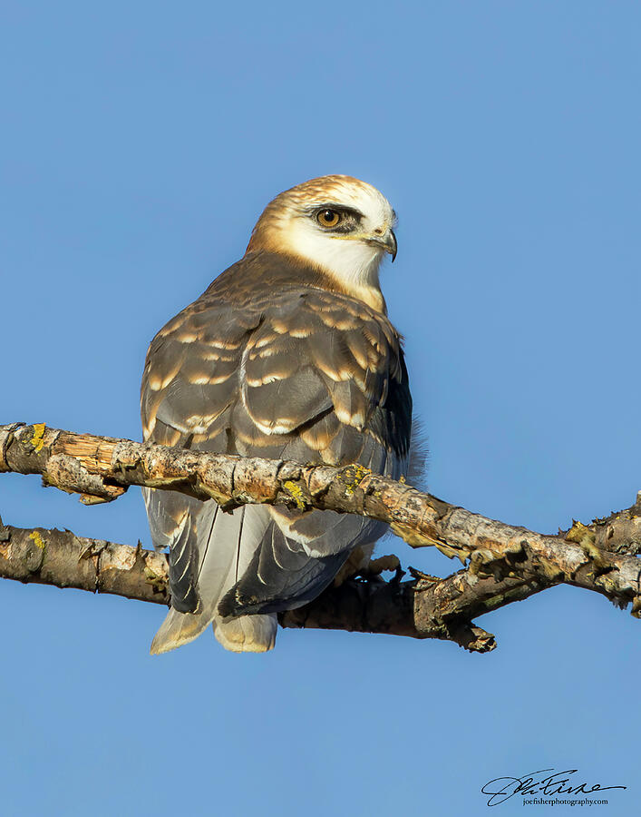 White-tailed Kite Juvenile #1 Photograph by Joe Fisher
