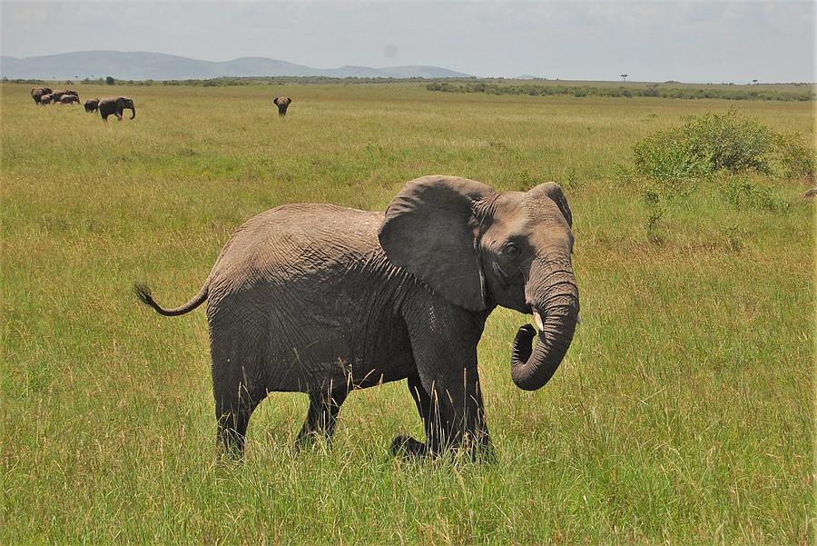 17k Photograph by Jay Handler