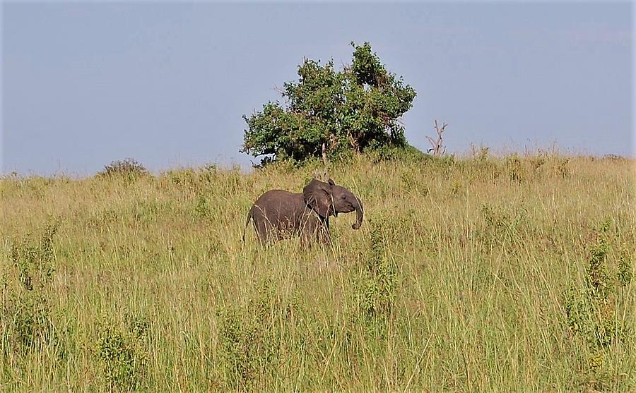 #1 #2 Photograph by Jay Handler