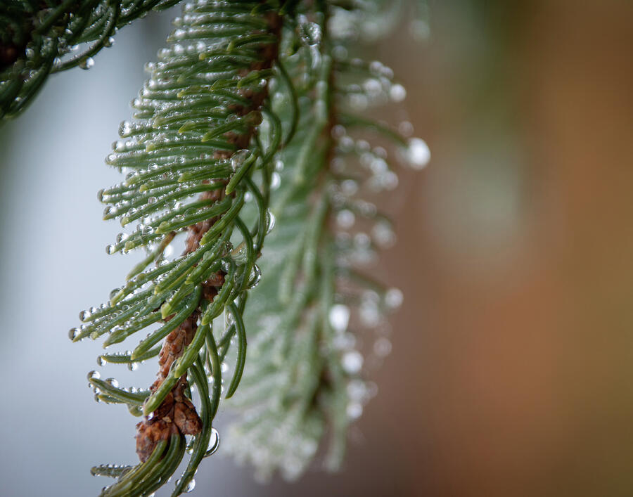 Almost Winter #2 Photograph by Linda Triplett