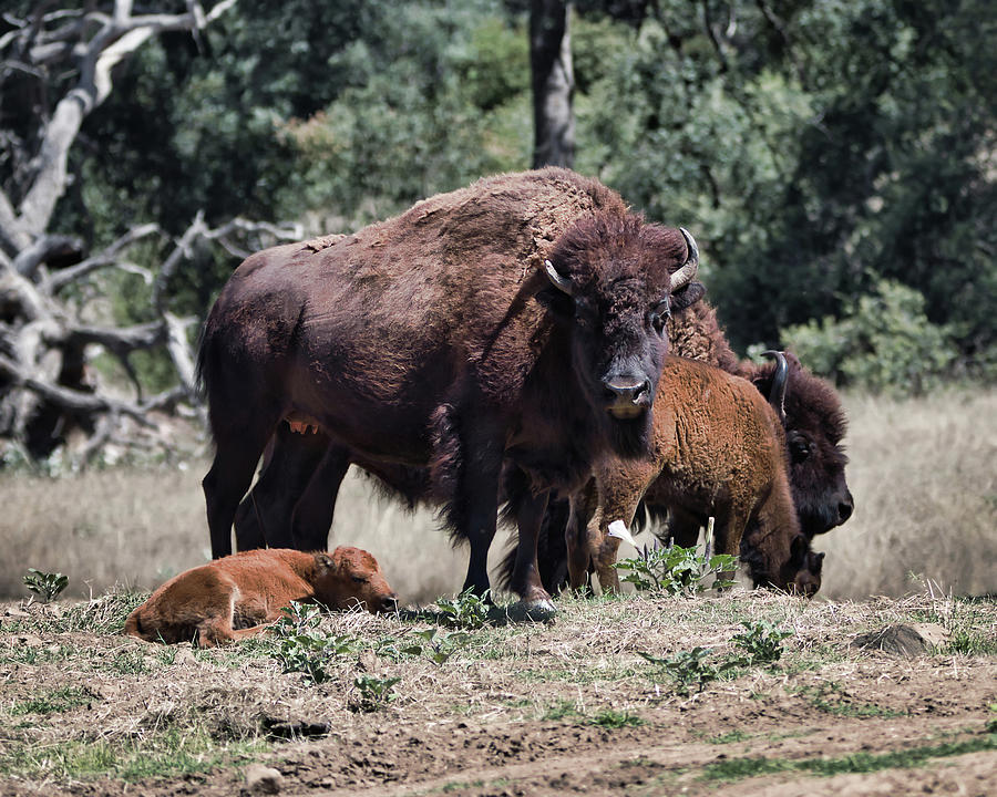 2 And 2 Photograph by American Landscapes