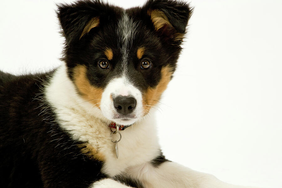 Adorable Tri-Color Border Collie Puppy Photograph - Border collie pups on white seamless #2 by Seeables Visual Arts
