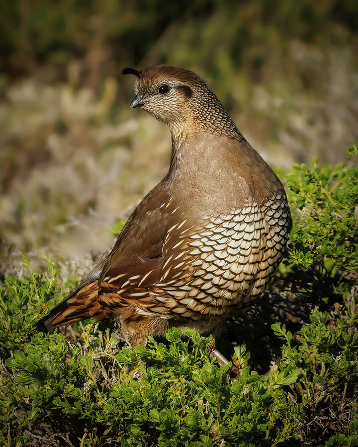 California Quail #2 Photograph by Joe Fisher