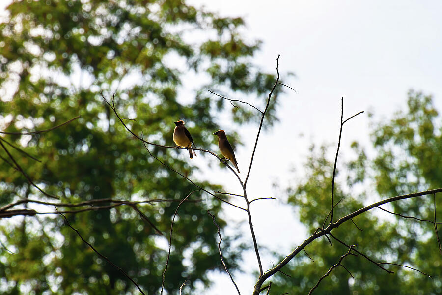 2 Cedar Waxwing Birds On A Branch Photograph by Flees Photos