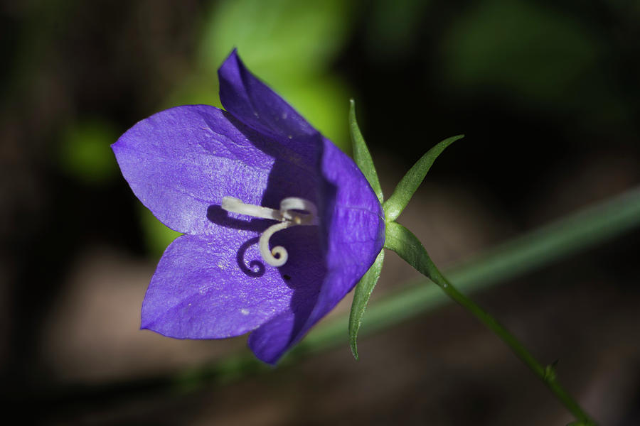Flower #4 Photograph by Robert Grac