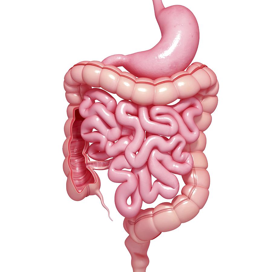Healthy digestive system, artwork #2 Drawing by Pixologicstudio