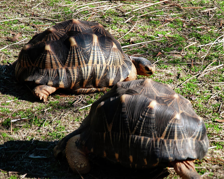 2 Radiated Tortoise Photograph by Flees Photos