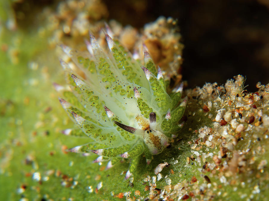 Shaun the sheep nudibranch #2 by Brian Weber