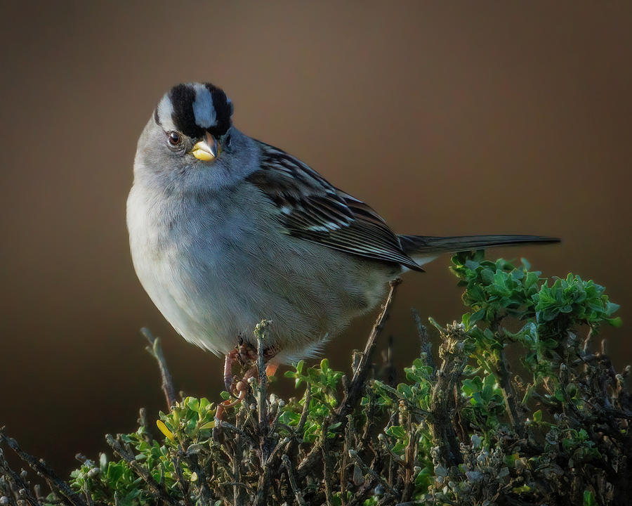 White-crowned Sparrow #2 Photograph by Joe Fisher