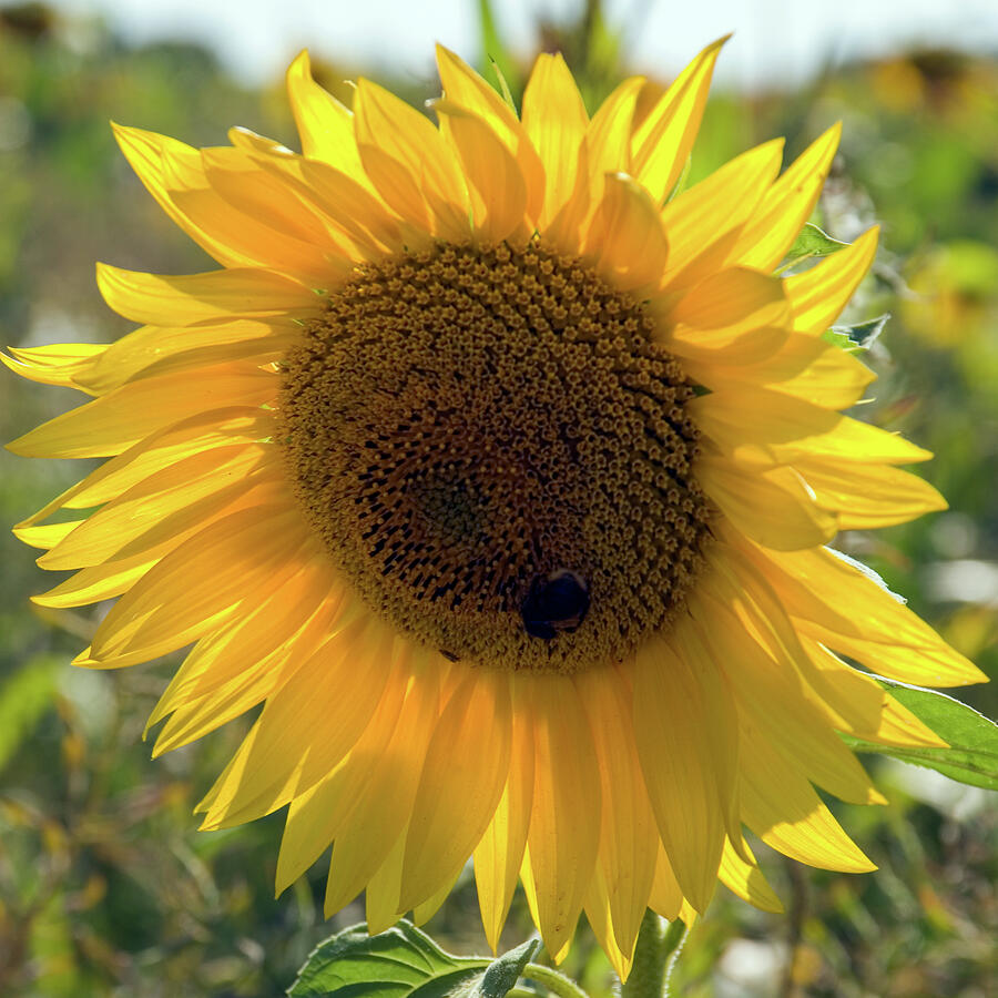 Sunflower in a Sunny Field Photograph - One sunflower #3 by Seeables Visual Arts