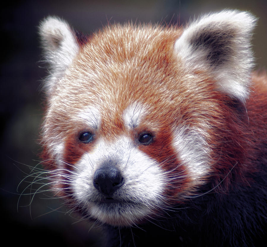 Red Panda #3 Photograph by Chris Boulton