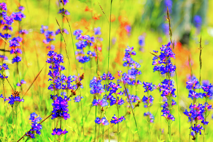 Vibrant Wildflower Meadow Photograph - Vibrant Wildflower Meadow #3 by Bruce Block