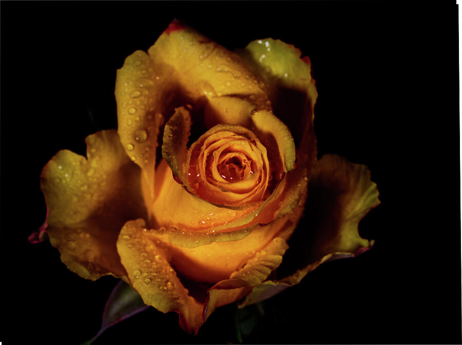 Yellow Rose #3 Photograph by Robert Niemeier