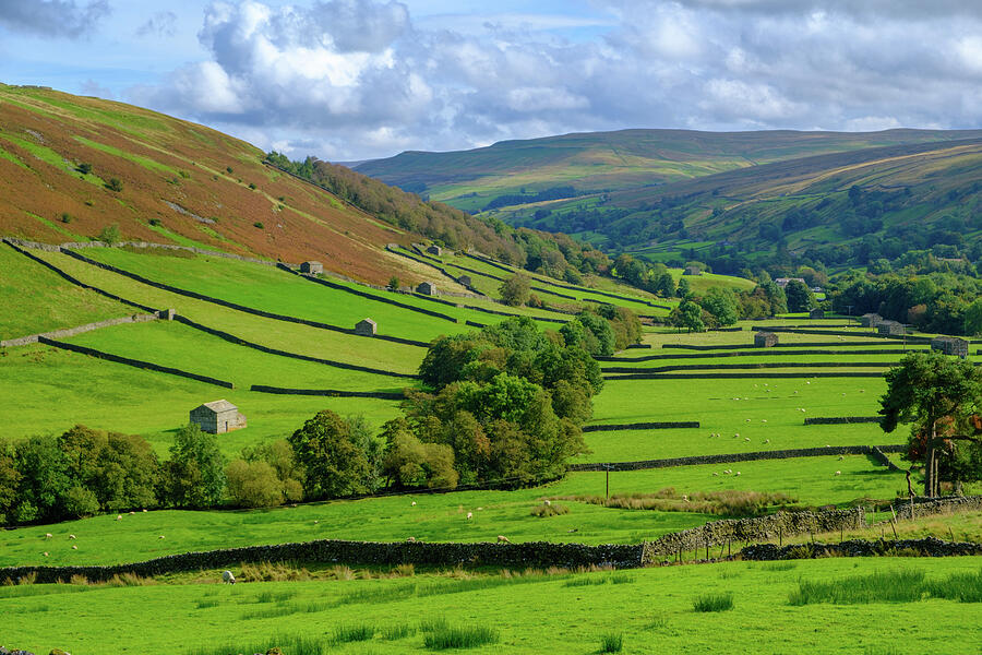 Swaledale drystone walls and barns #4 Photograph by Seeables Visual Arts
