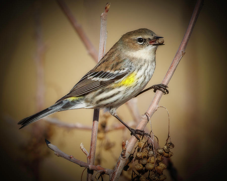 Yellow-rumped Warbler #4 Photograph by Joe Fisher