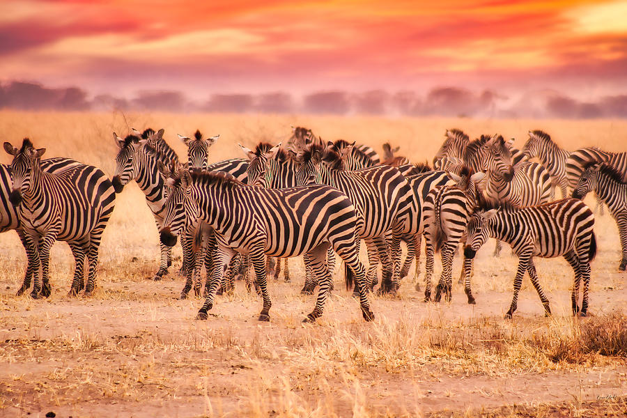 Zebra Herd #4 Photograph by Bruce Block