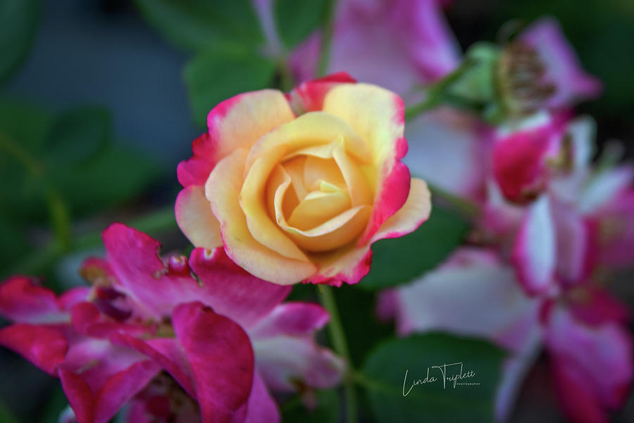 Delicate Yellow-Pink Roses in Garden_4559 Photograph by Linda Triplett