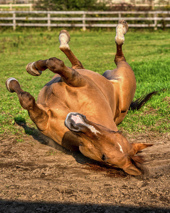 Autumn Horses of Uxbridge #6 Photograph by Dee Potter