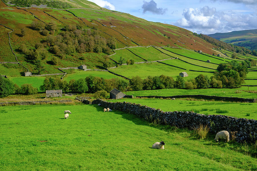 Rolling Hills with Grazing Sheep Photograph - Swaledale drystone walls and barns #7 by Seeables Visual Arts