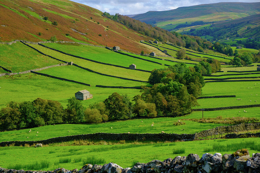 Green Hills and Stone Fences Photograph - Swaledale #7 by Seeables Visual Arts