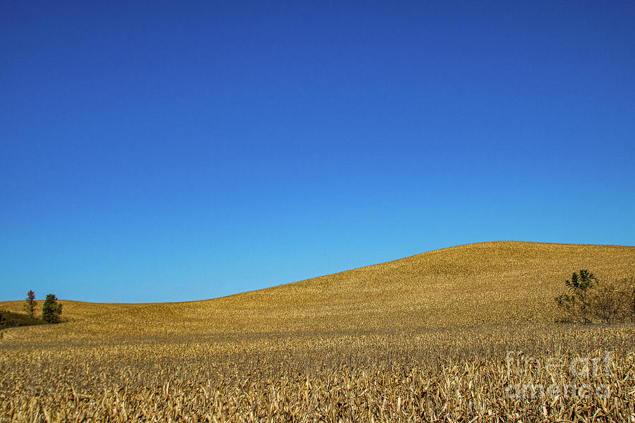 9422_Blue Sky over Cornfield Photograph by Mark Triplett
