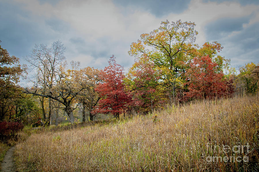 9664-2-2_Oak Grove in fall Photograph by Mark Triplett