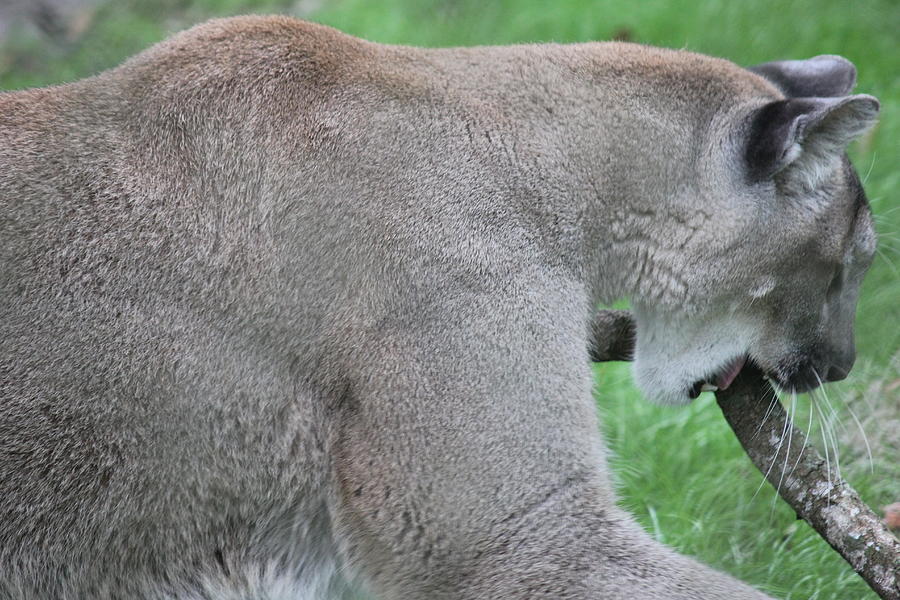 A Cat is a Cat Photograph by Doreen Rosselli