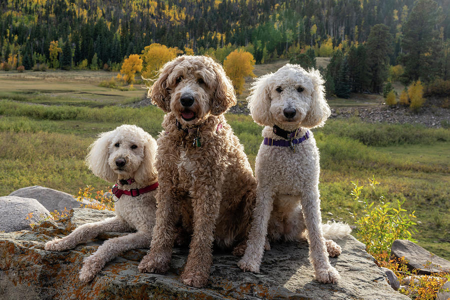 A doodle triple Photograph by Matt Halvorson