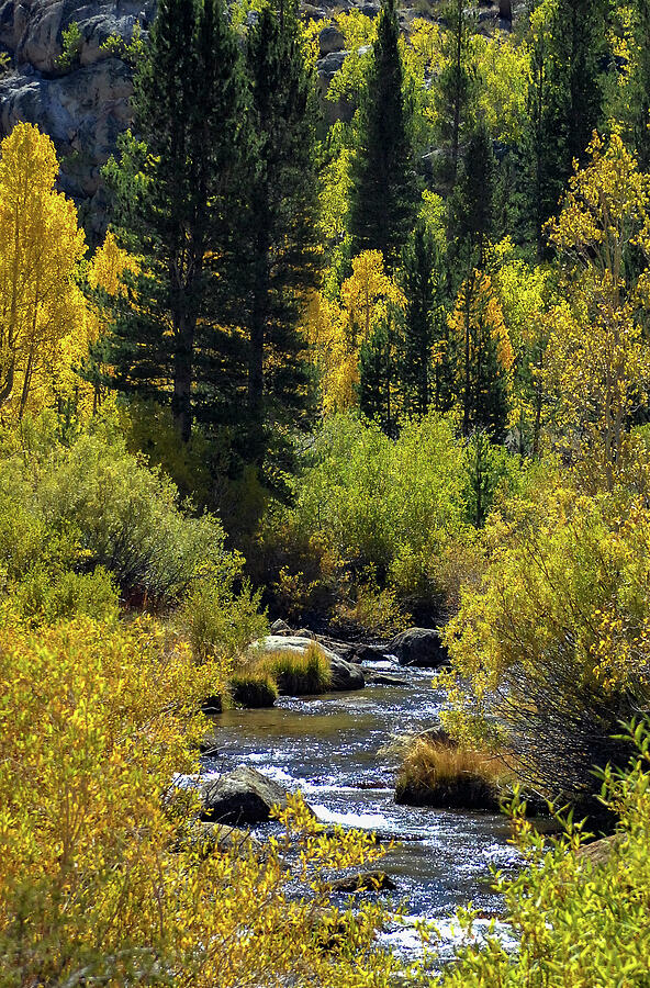 A Fall Serene Forest Stream Scene Photograph by Bonnie Colgan