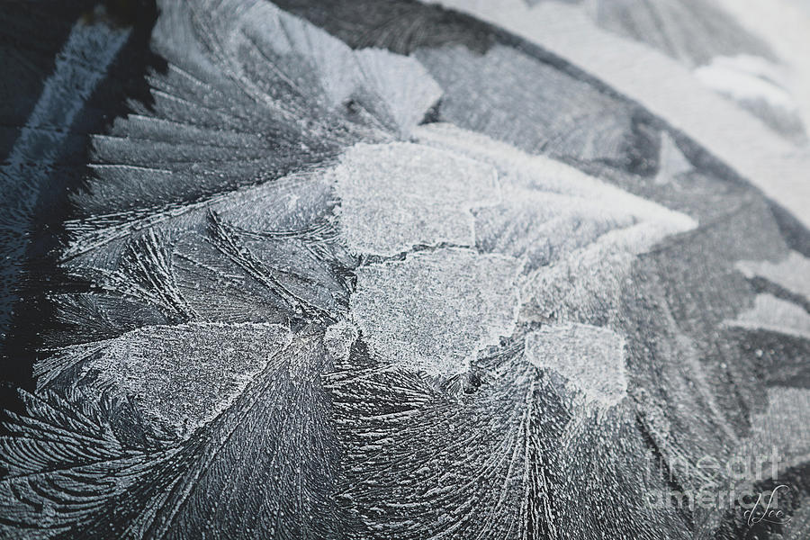 A Frosty Mystery Photograph by D Lee