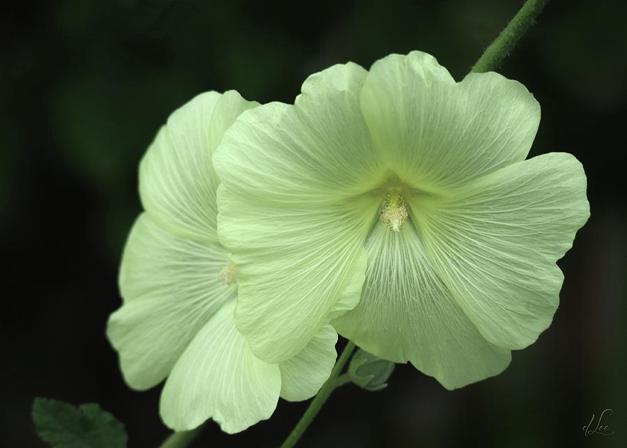 A Hollyhock Up Close Photograph by D Lee