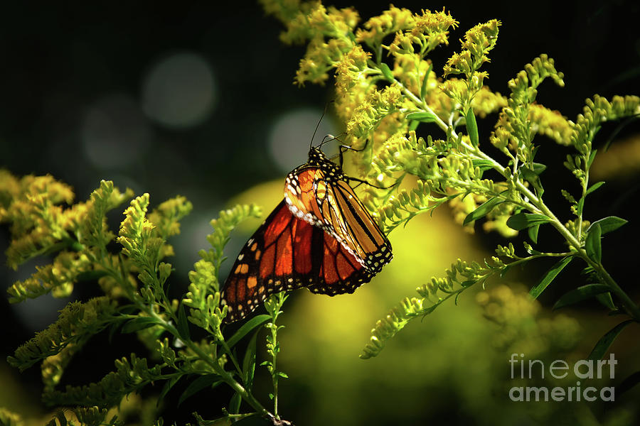 A Monarch Butterfly Photograph by Rehna George