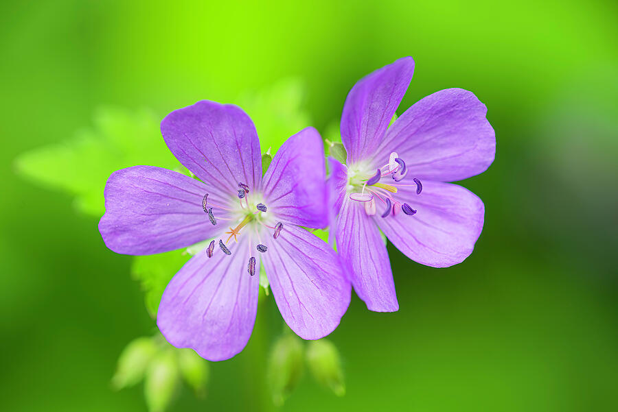 A pair of wild geraniums Photograph by Michael Collins