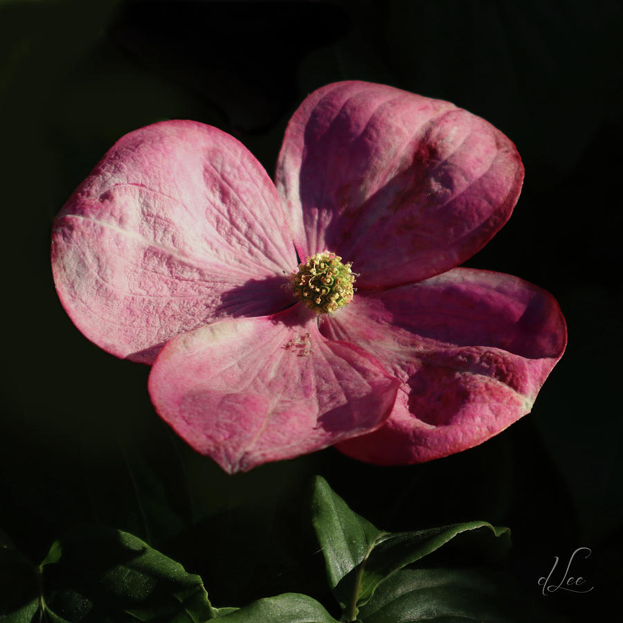 A Pink Dogwood Open to Greet a Visitor Photograph by D Lee