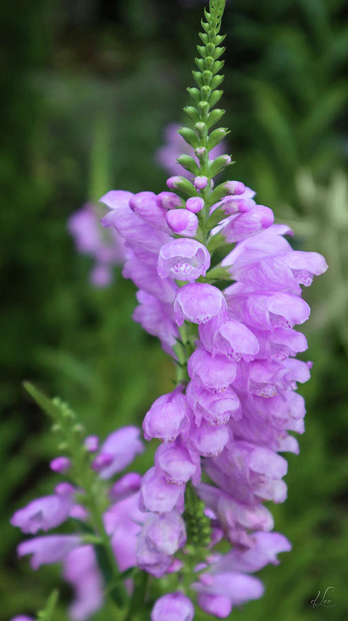 A Purple False Dragon Head Plant Photograph by D Lee